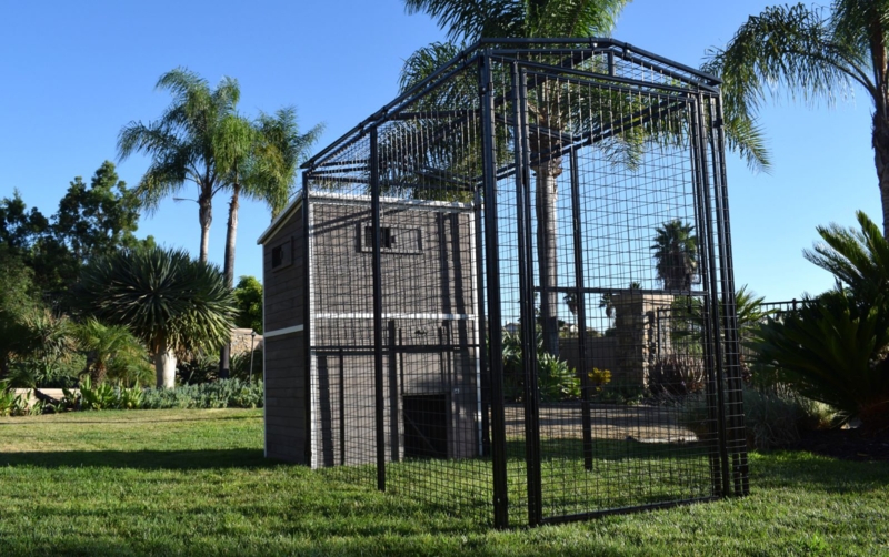 40 Square Feet Walk In with Chicken Run 4