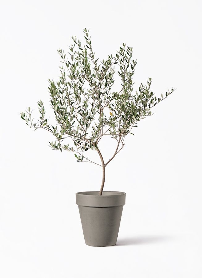 8   M 30cm