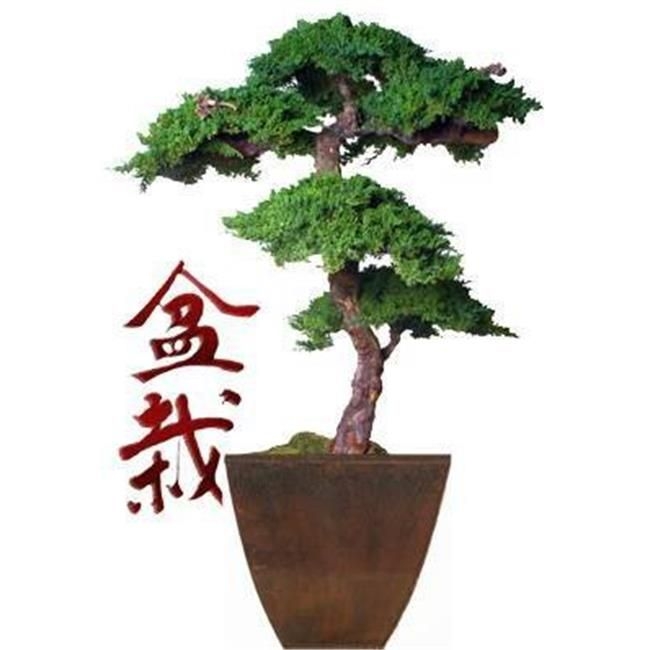 Bonsai Boy p1321 6 ft. Monterey Juniper Kage Style Preserved Bonsai Tree