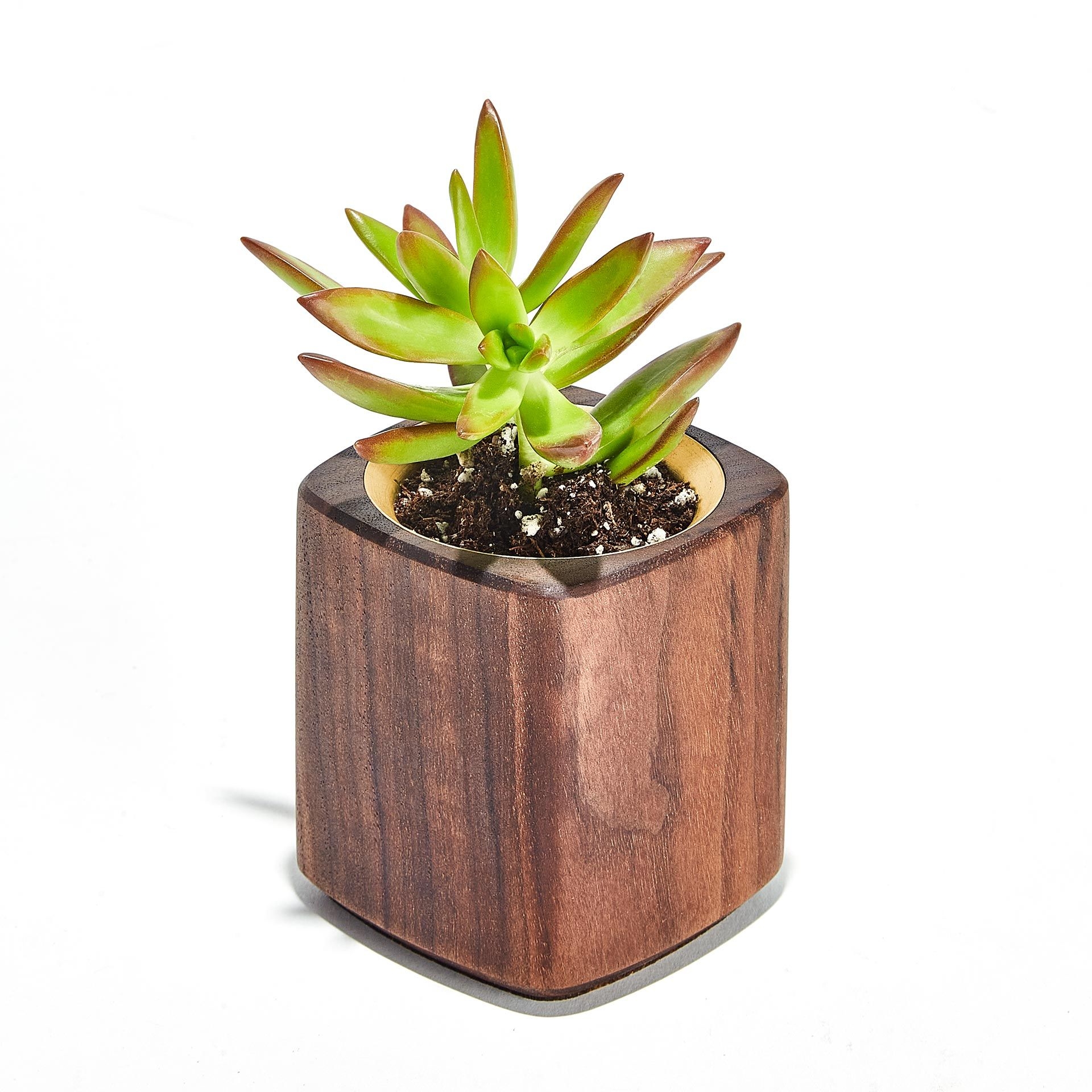 Brass Succulent Planter LG