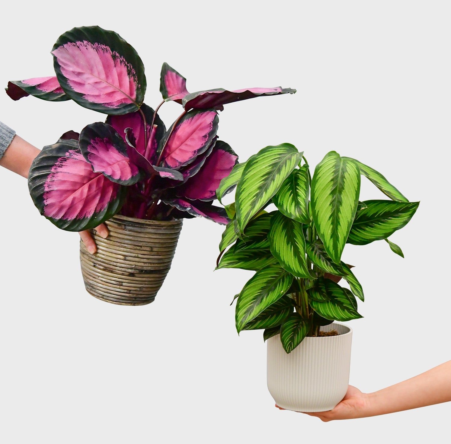Calathea Casting
