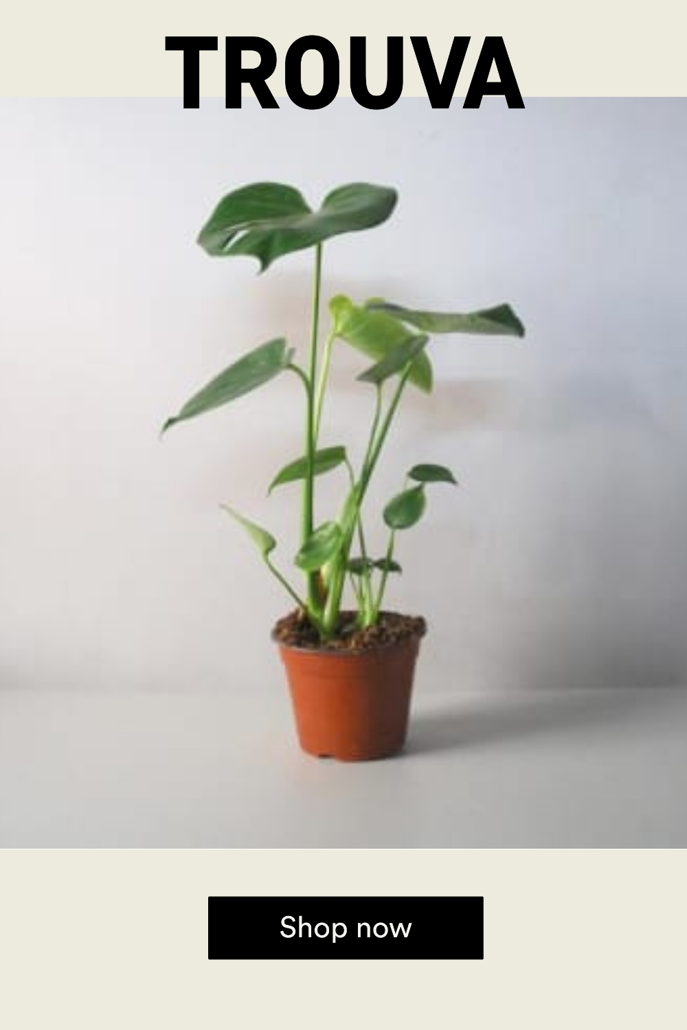 Catkin & Pussywillow Monstera