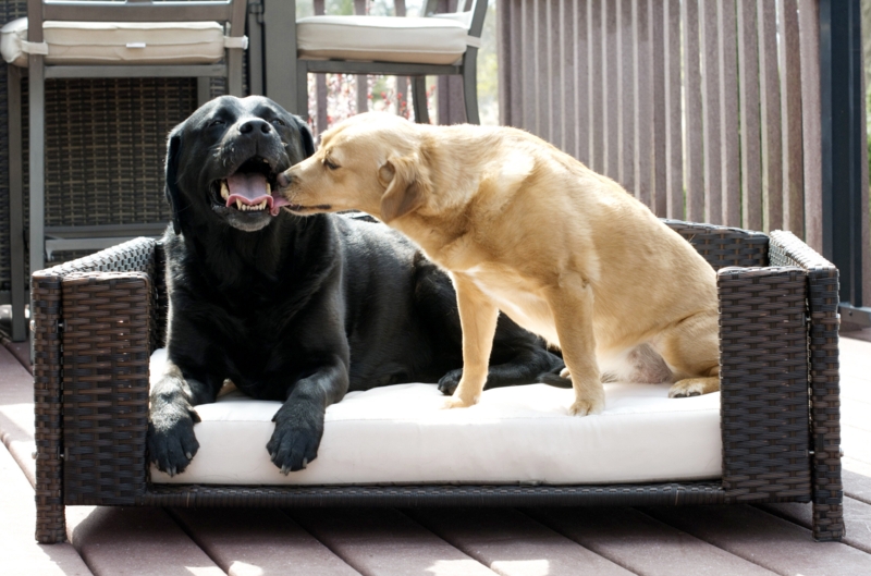 Cristobal Rattan Rectangular Dog Sofa