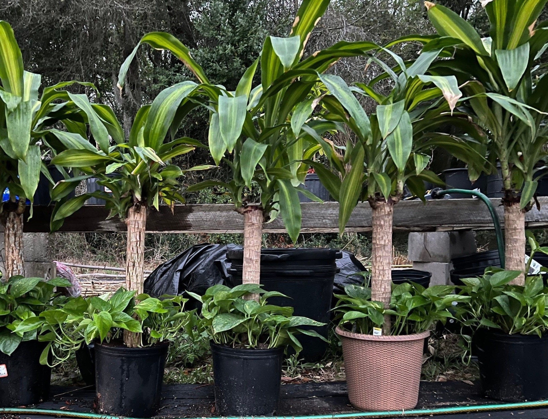 Dracaena Fragrans with Golden Pothos vining Tropical collaboration