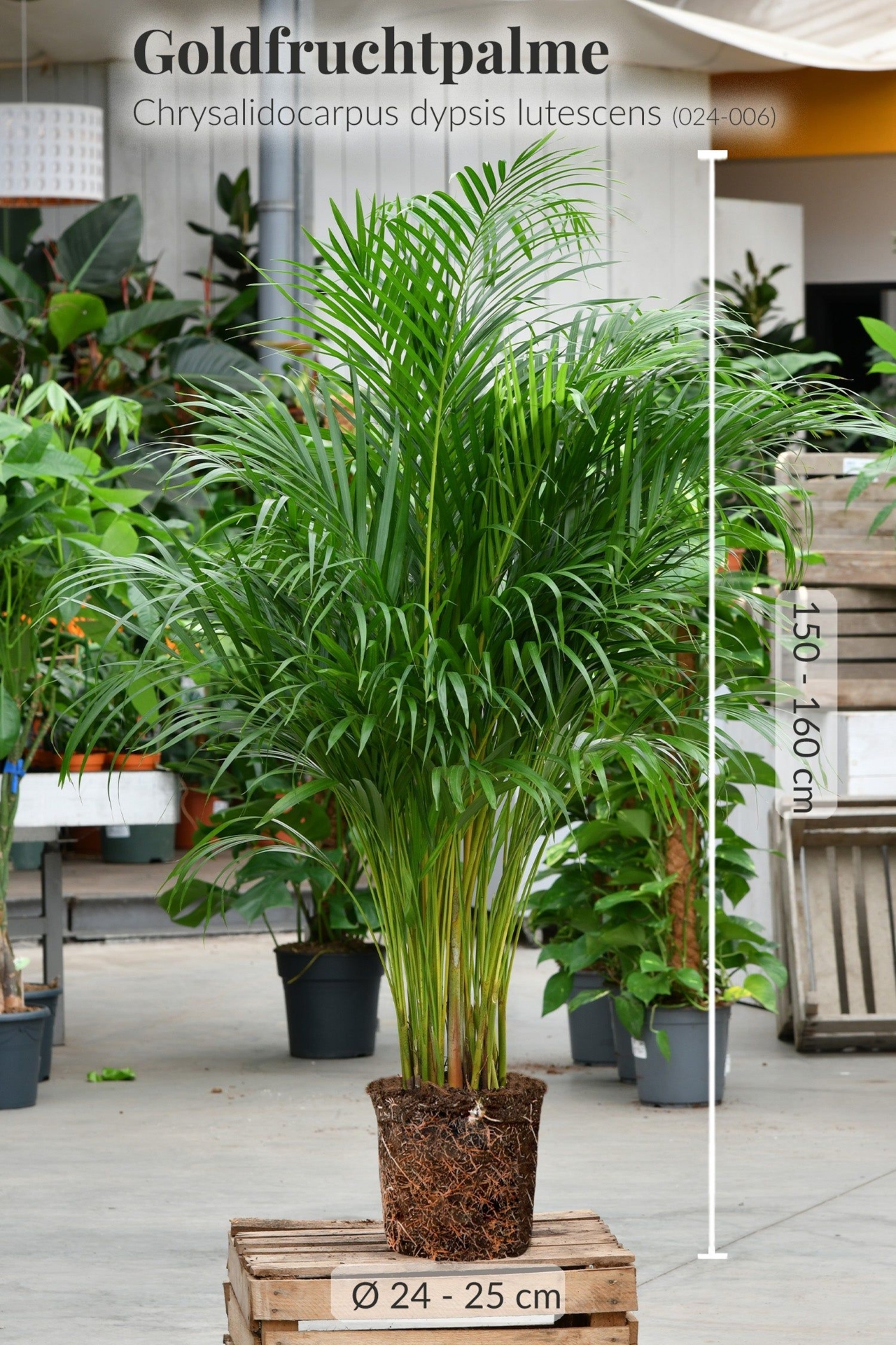 Echte XXL Goldfruchtpalme  150-160cm