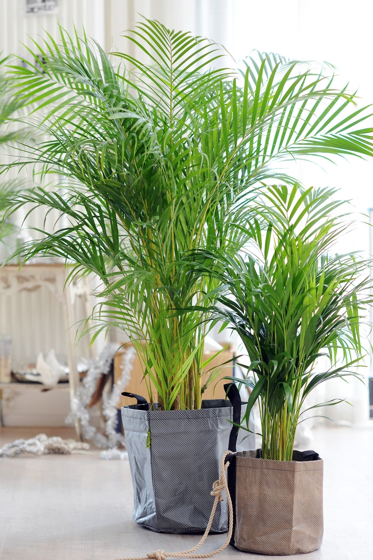 Echte XXL Goldfruchtpalme  150-160cm