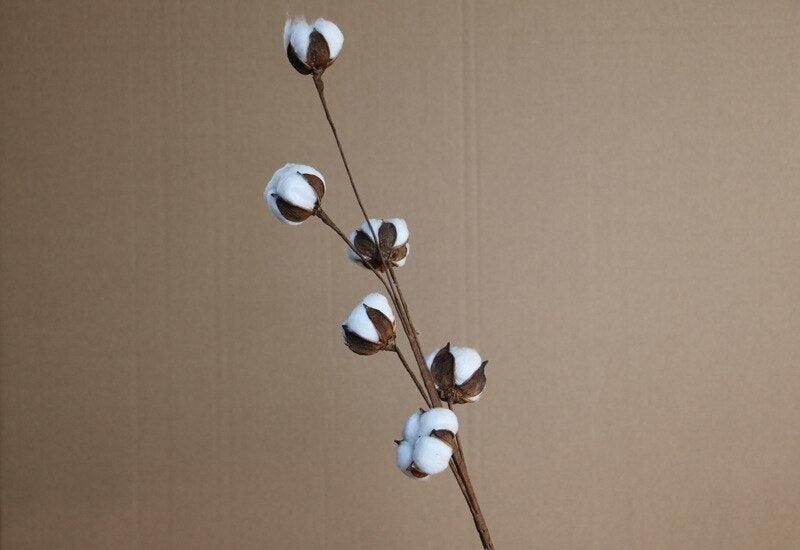 Enchanting Naturally Dried Cotton Flower Branch Bouquet for Wedding and Home Decor - 6 head flower