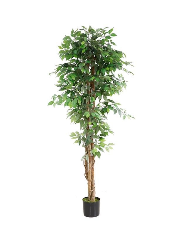 FICUS TREE NP0081_210    210cm