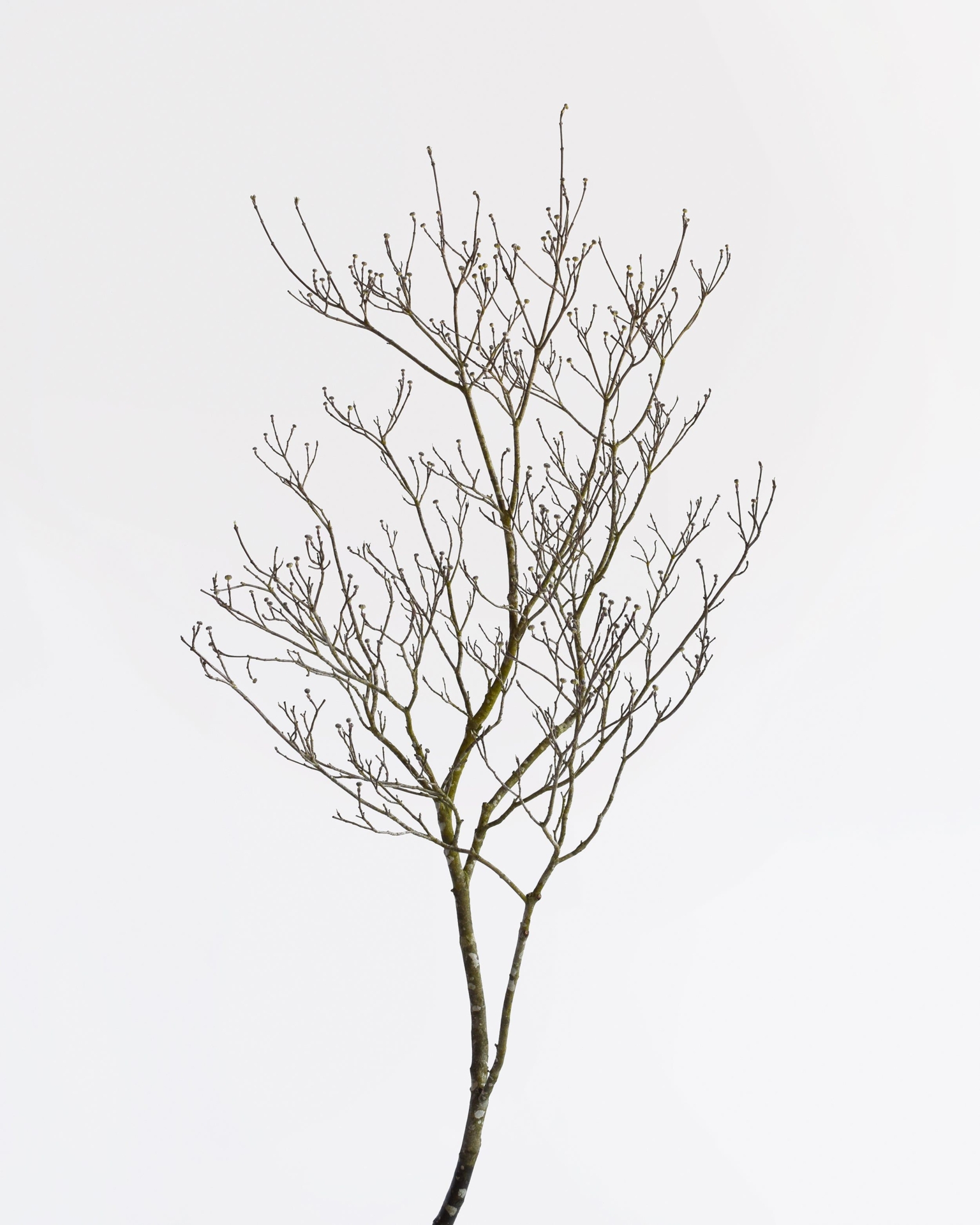 Flowering Dogwood Branch - Standard