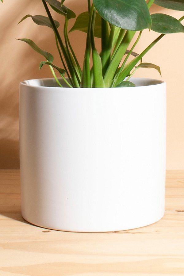 Home Botanicals Monstera in White Mid Centruy Modern Ceramic Cylinder Planter in White at Urban Outfitters