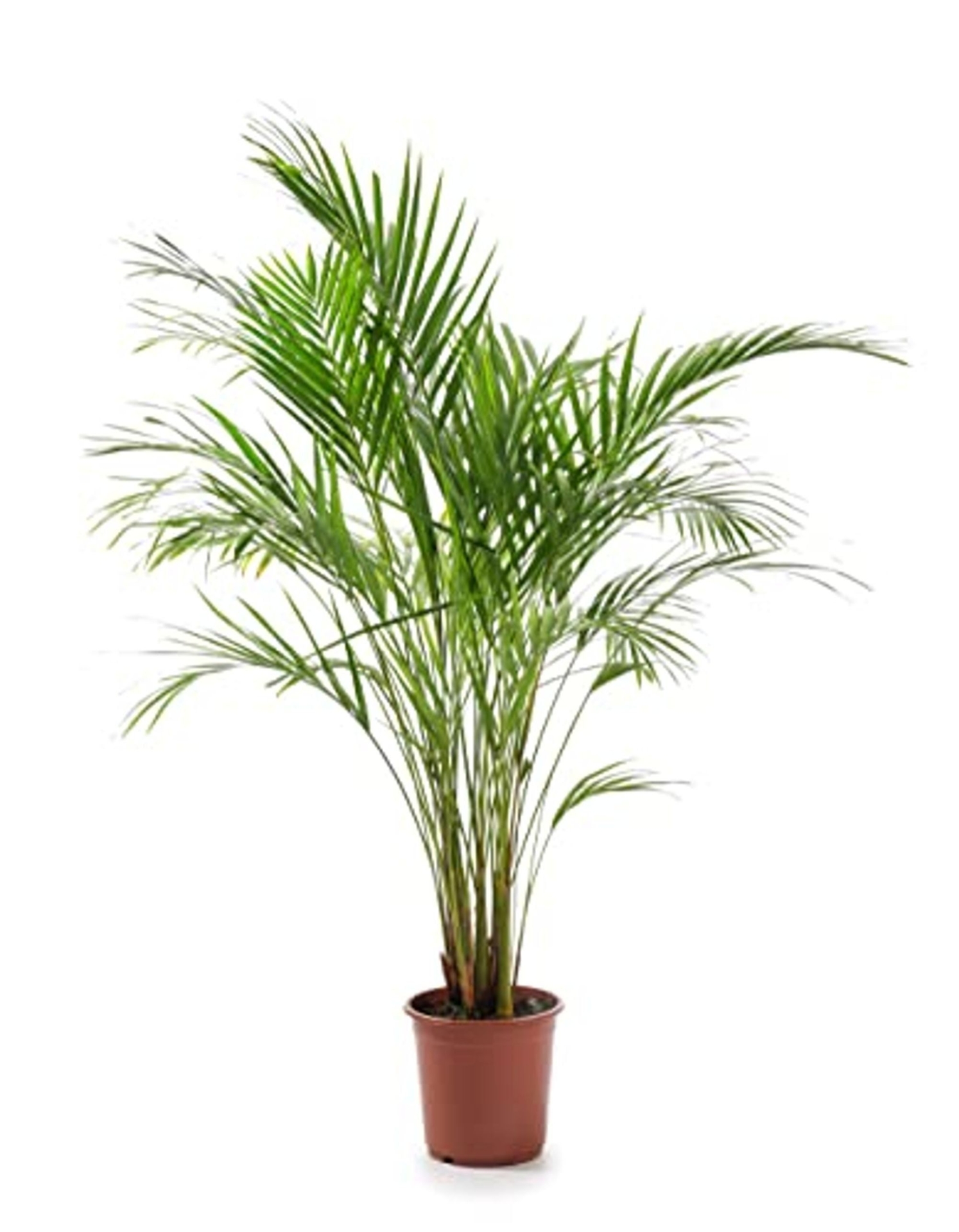 Houseplant - Dypsis - 'Areca Palm' - 5L (150cm)