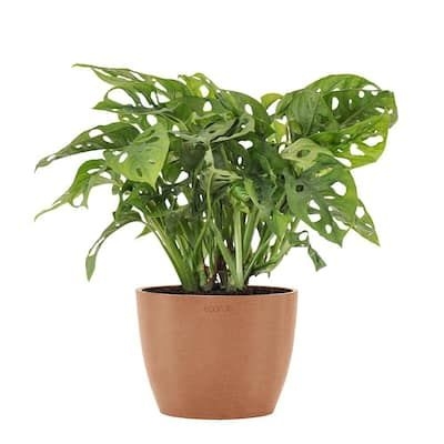 Monstera adansonii Swiss Cheese Vine Live Plant in 6 inch Premium Ecopots Terracotta Pot