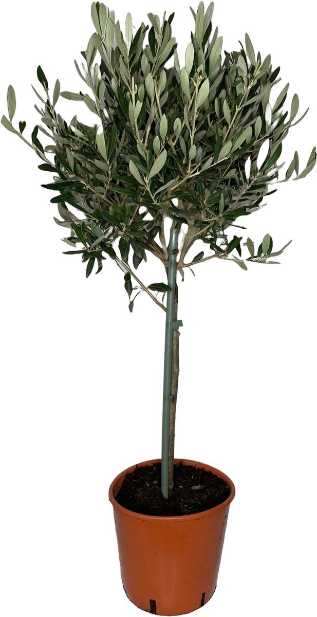 Outletplant - Olijfboom - Tuinplant - Pot 20cm -Hoogte 100cm