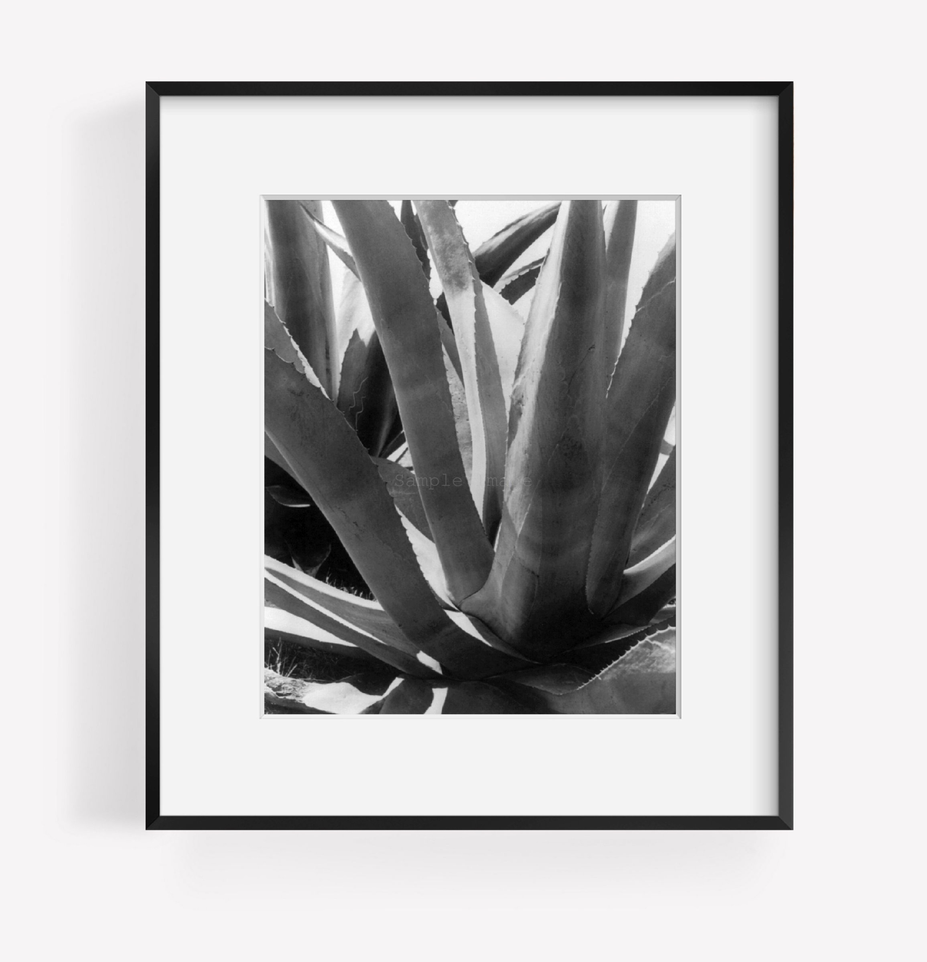 Photo: Magueys, Mexico, Detail of Large Century Plant, Gordon Abbott, Photographer, c