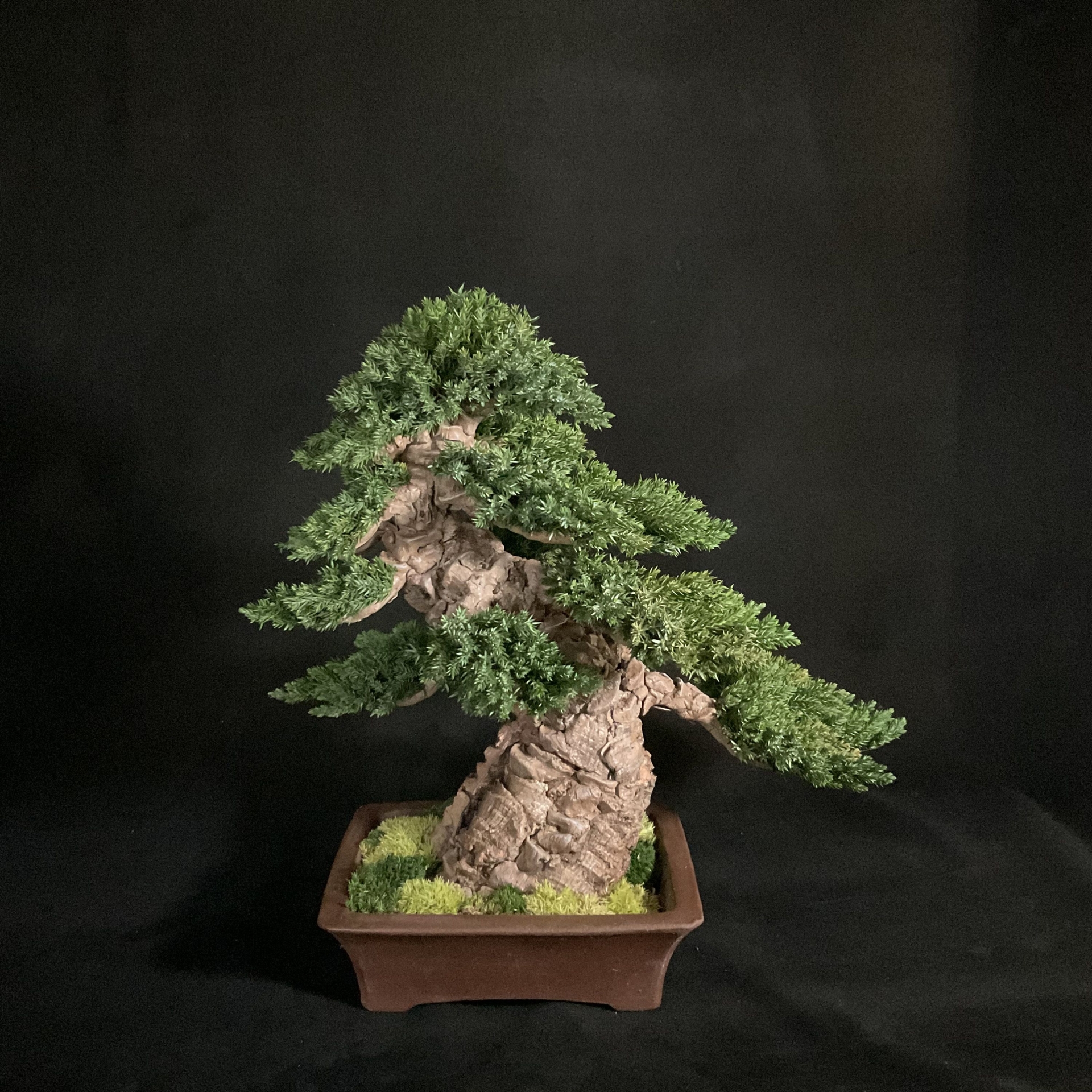 Preserved luxury bonsai, preserved moss tree sculpture, artificial bonsai, preserved tree, luxury sculpture