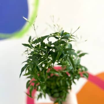 Sprouts of Bristol 12cm Jasminum Polyanthum Flower Plant