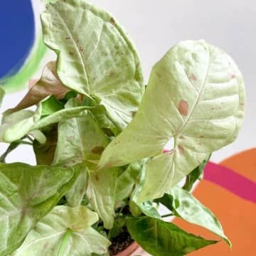 Sprouts of Bristol 12cm Syngonium Podophyllum Milk Confetti Plant