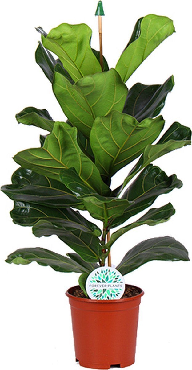 Vioolplant (Ficus Lyrata)  Hoogte: 90 cm  Kamerplant van Botanicly