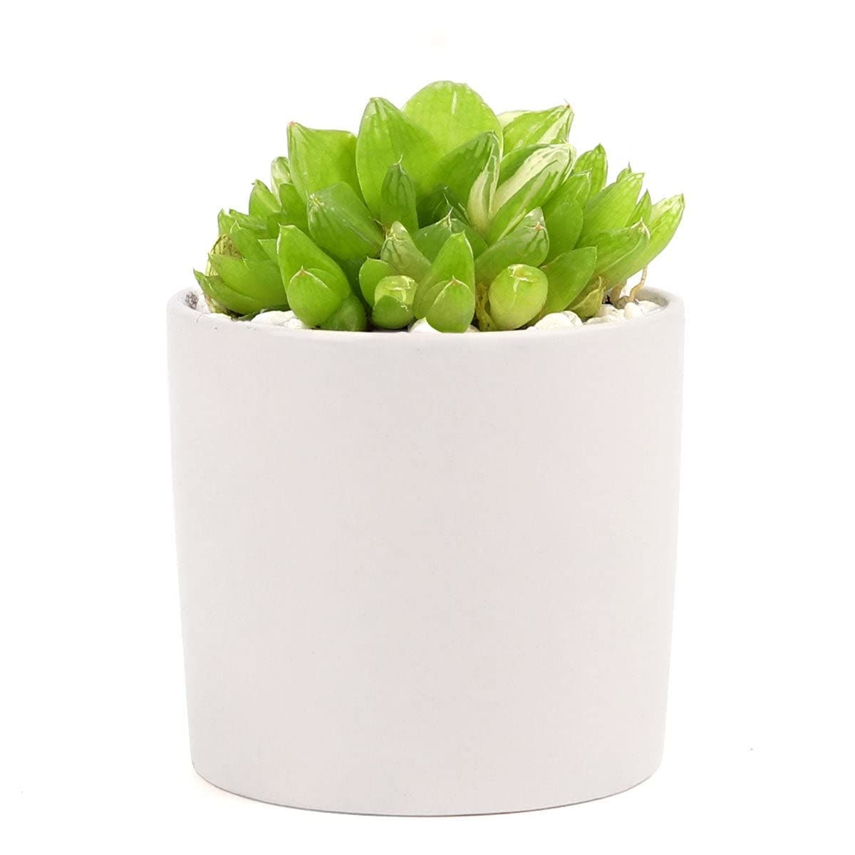 White Modern Cylinder Pot | Minimal Ceramic Pot for Succulents, Cacti and Flowers (2.25" W x 2.25" H (Small))