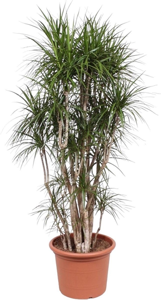 Dracaena Marginata vertakt - Potmaat 50cm - Hoogte 210cm