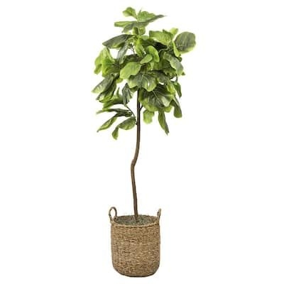 LCG SALES 5-Foot Fig Tree in Handled Basket