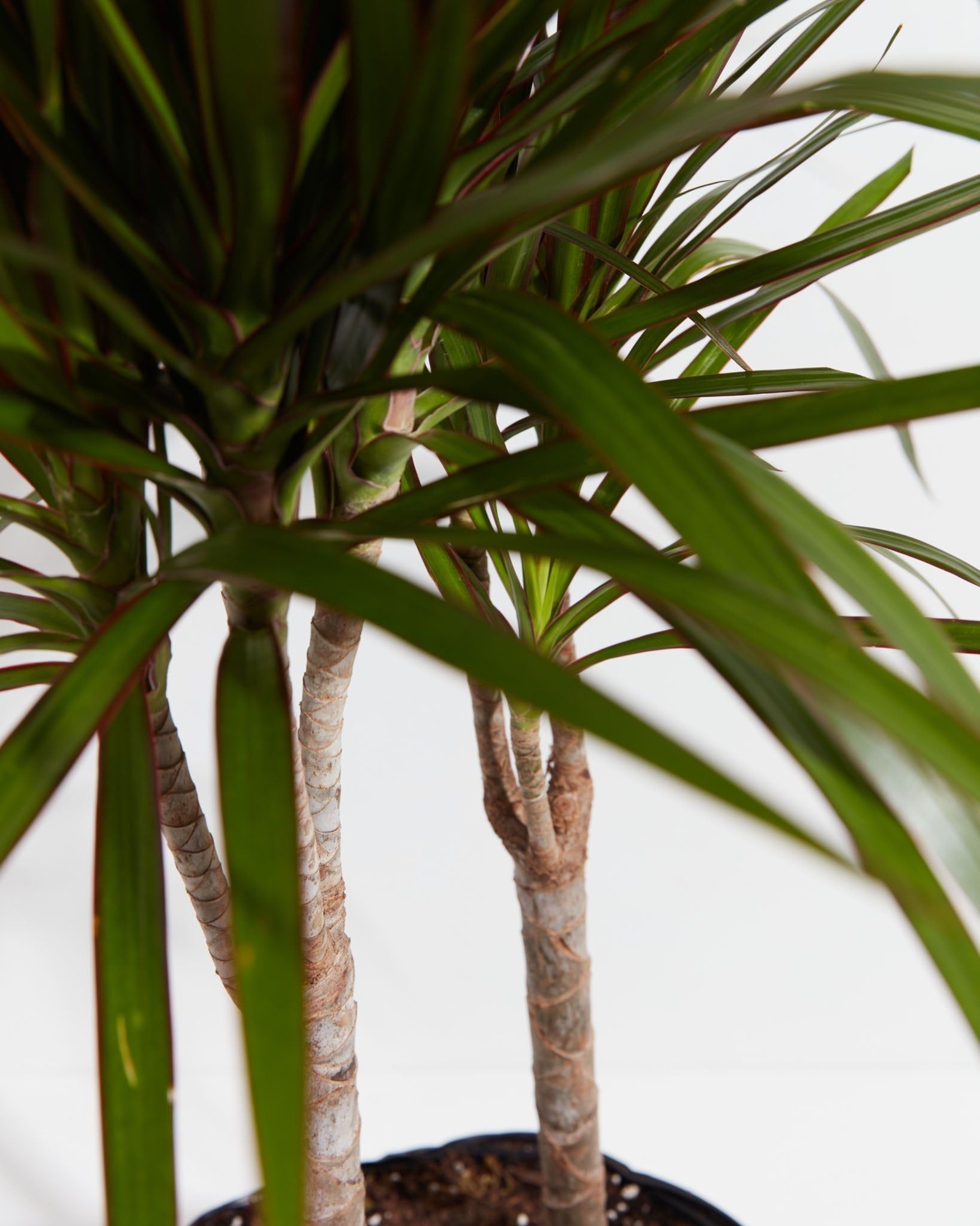 Marginata Cane Dragon Tree (Dracaena) - Small
