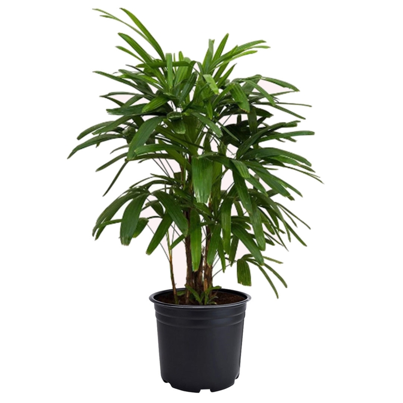 American Plant Exchange Lady Palm Tree, 6-Inch Pot, Cold-Hardy Live Plant, Bright Light Houseplant for Home and Office