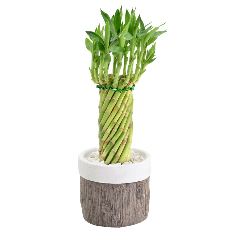 Arcadia Garden Products Live Bamboo Plant in Ceramic Planter