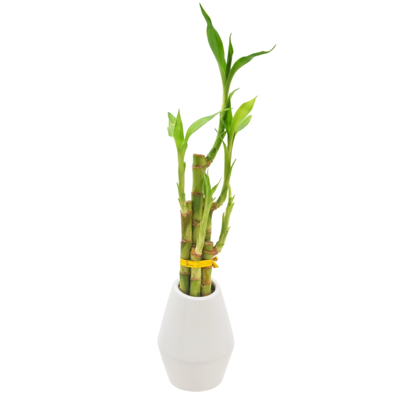 Arcadia Garden Products Live Bamboo Plant in Ceramic Pot