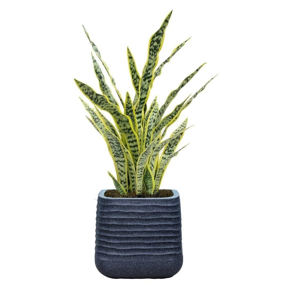 Artificial Faux Real Touch 43 in. Tall Snake Plant