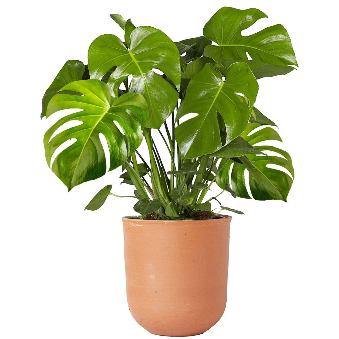 Bosch Monstera Deliciosa