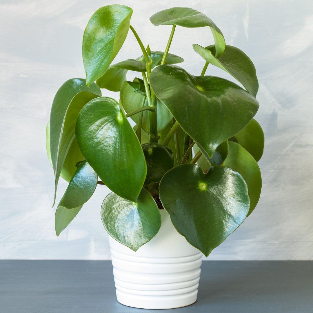 Bosch Peperomia Polybotrya Raindrop