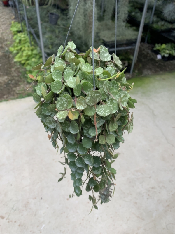 Hoya Curtisii - Live Plant in a 4 Inch Pot - Hoya Carnosa 'Curtisii' - Indoor Houseplants