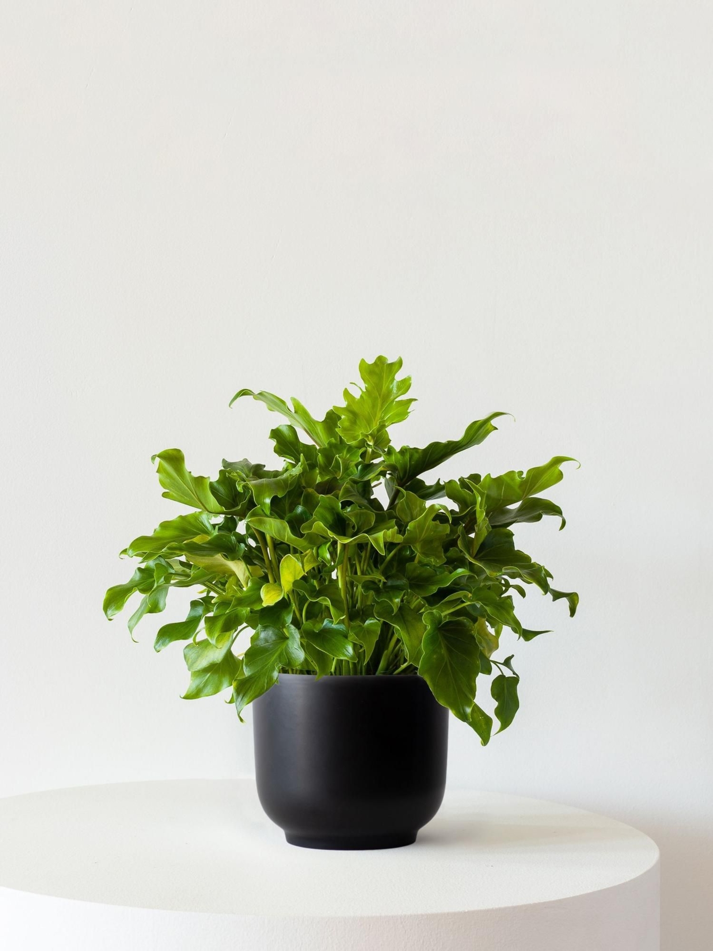 Little Hope - Black Ceramic