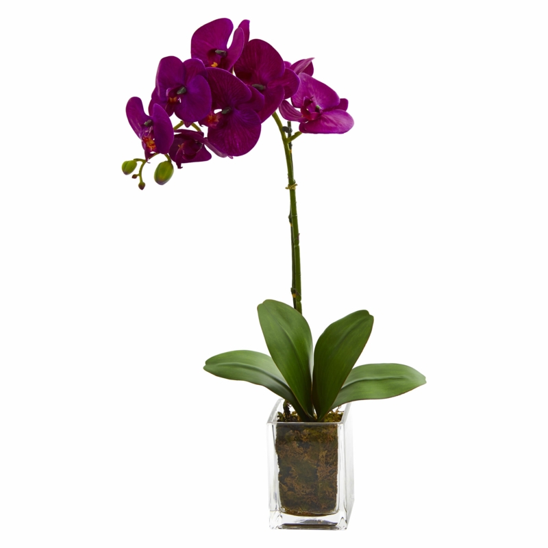 Orchid Arrangement in Vase
