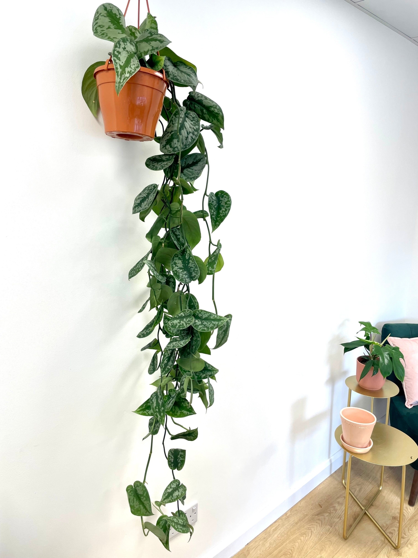 Scindapsus Pictus Trebie | Satin Pothos - 12cm