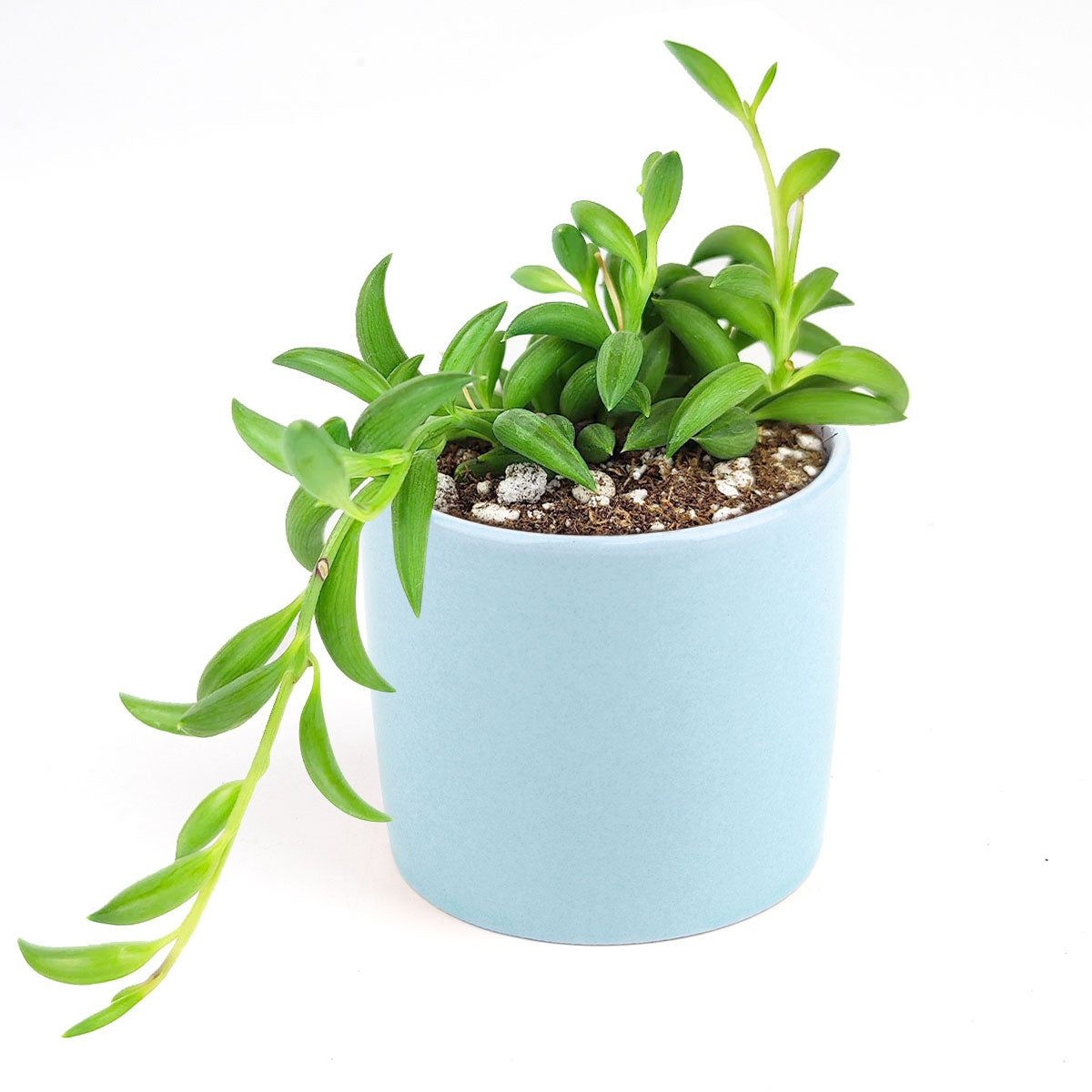 Senecio String of Bananas - 2 inch / Blue Modern Pot