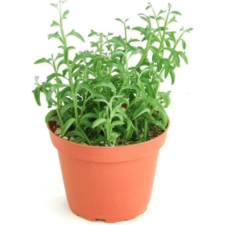 Shop Succulents String of Dolphins 4" Live Hanging Succulent Plant in Nursery Pot, Size:4", Multicolor