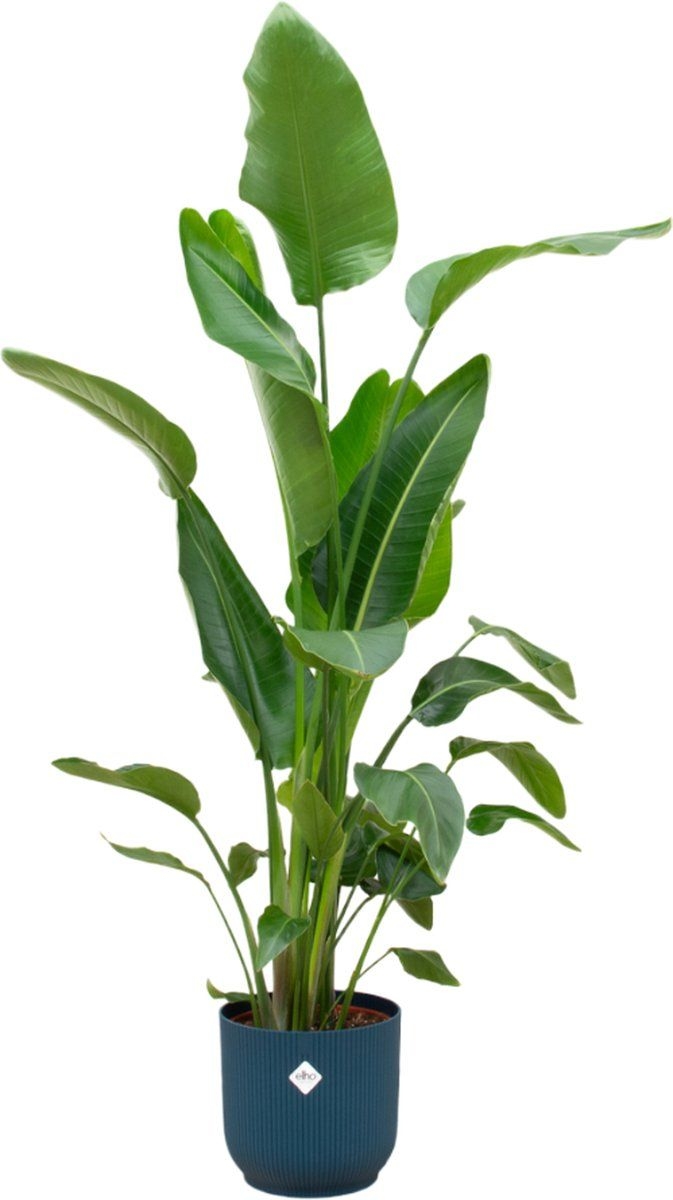 Trendyplants - Strelitzia Nicolai inclusief elho Vibes Fold Round blauw - 160 cm - 30cm
