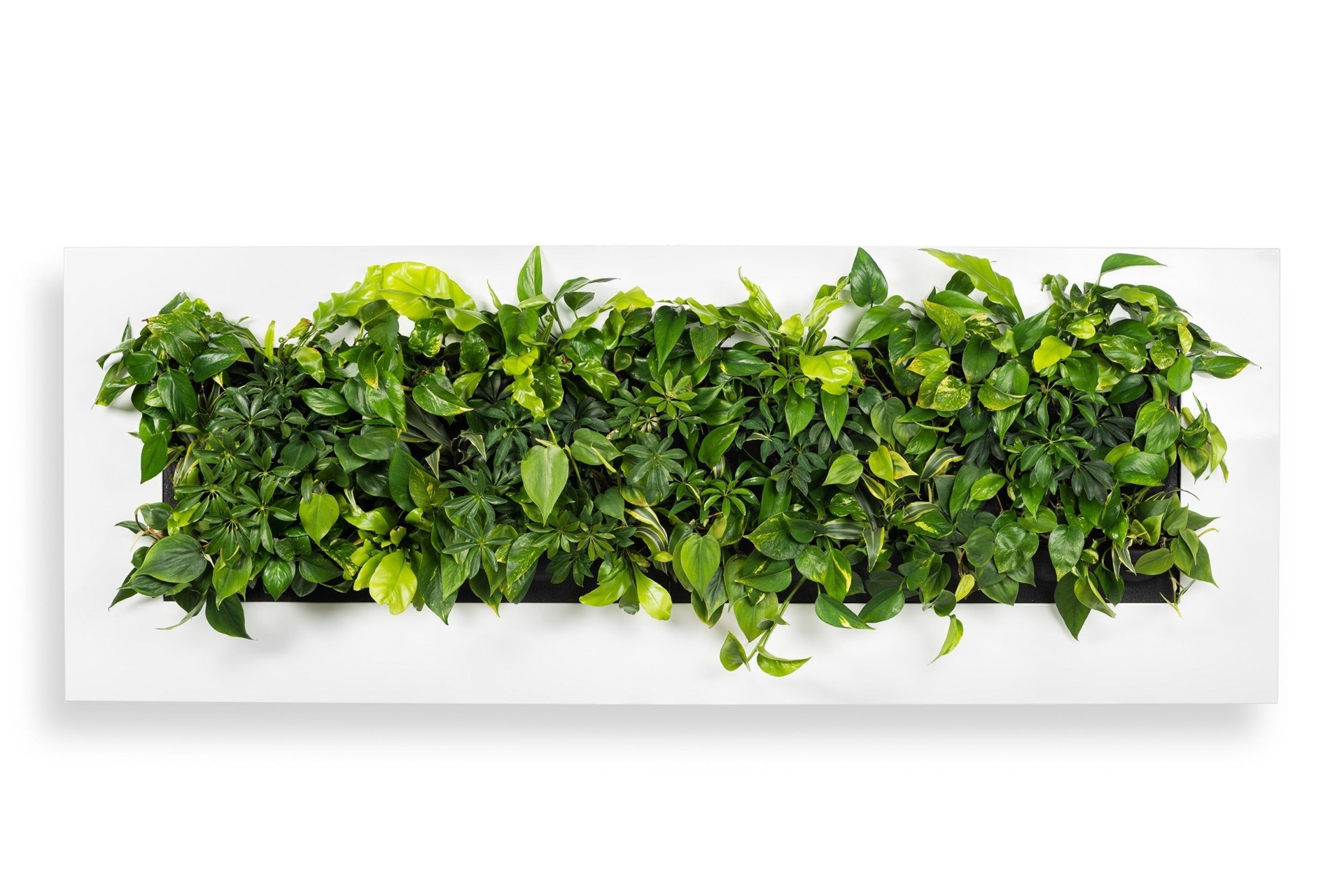 Wall Planter Frames for Live Plants - Frame 3