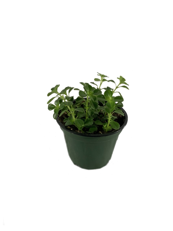 Wekiva Foliage LLC Live Plant