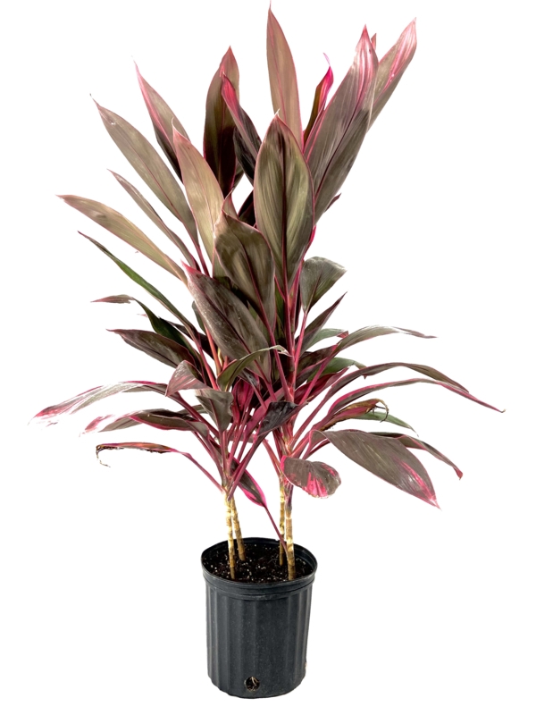 Wekiva Foliage LLC Live Plant