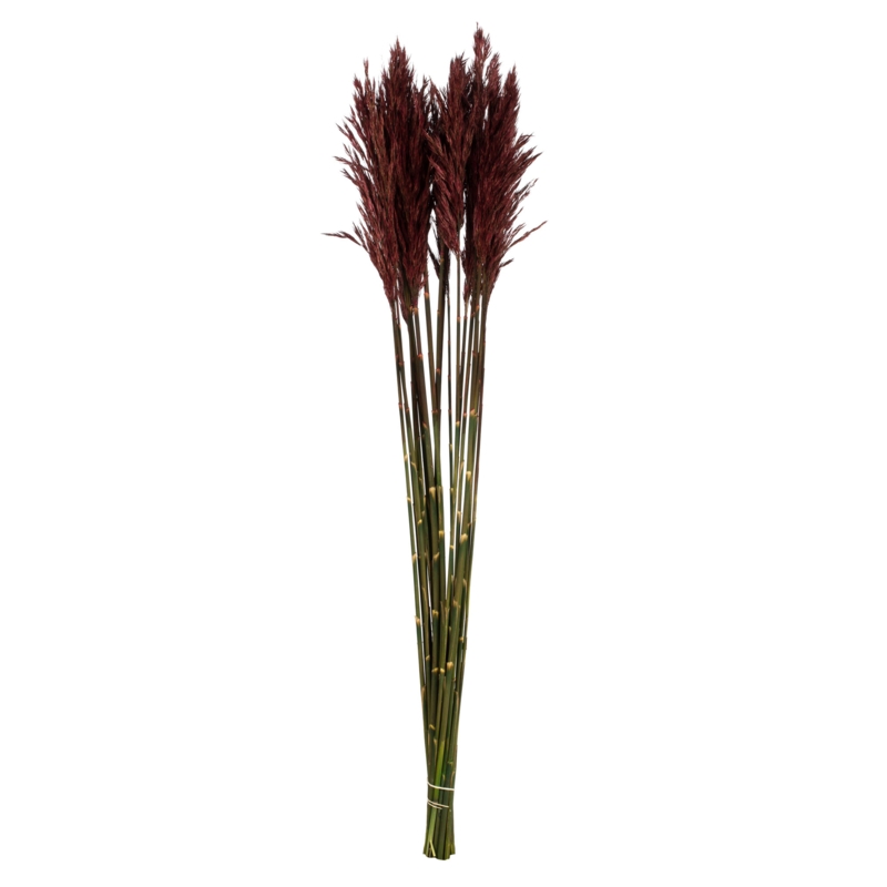 Zellmer 36" Plume Reed Bundle (15-20 stems), Preserved