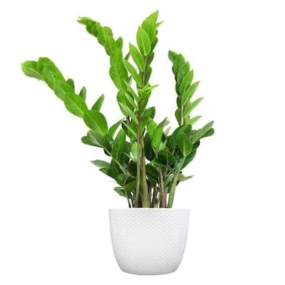 ZZ Plant (Zamioculcas Zamifolia) Live House Plant in 6 in. White Textured Ceramic Pot