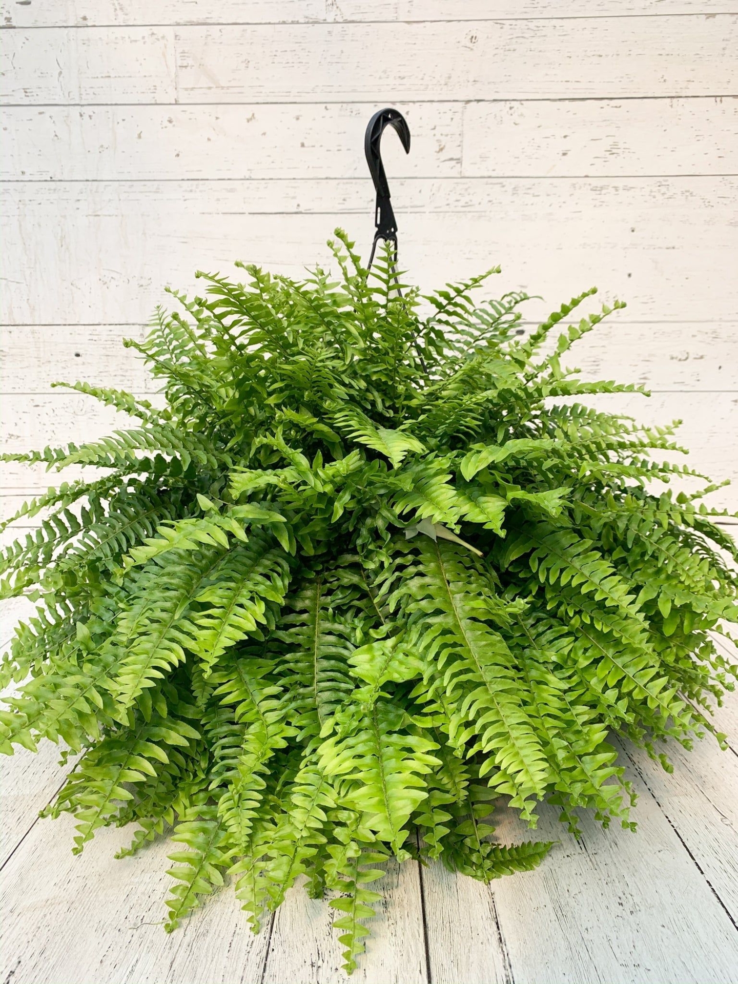 10 Boston Fern Hanging Basket - United Way Windsor Essex