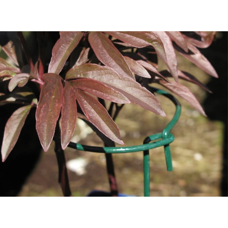 36'' H x 6'' W Metal Stake Support Plant Support Ring
