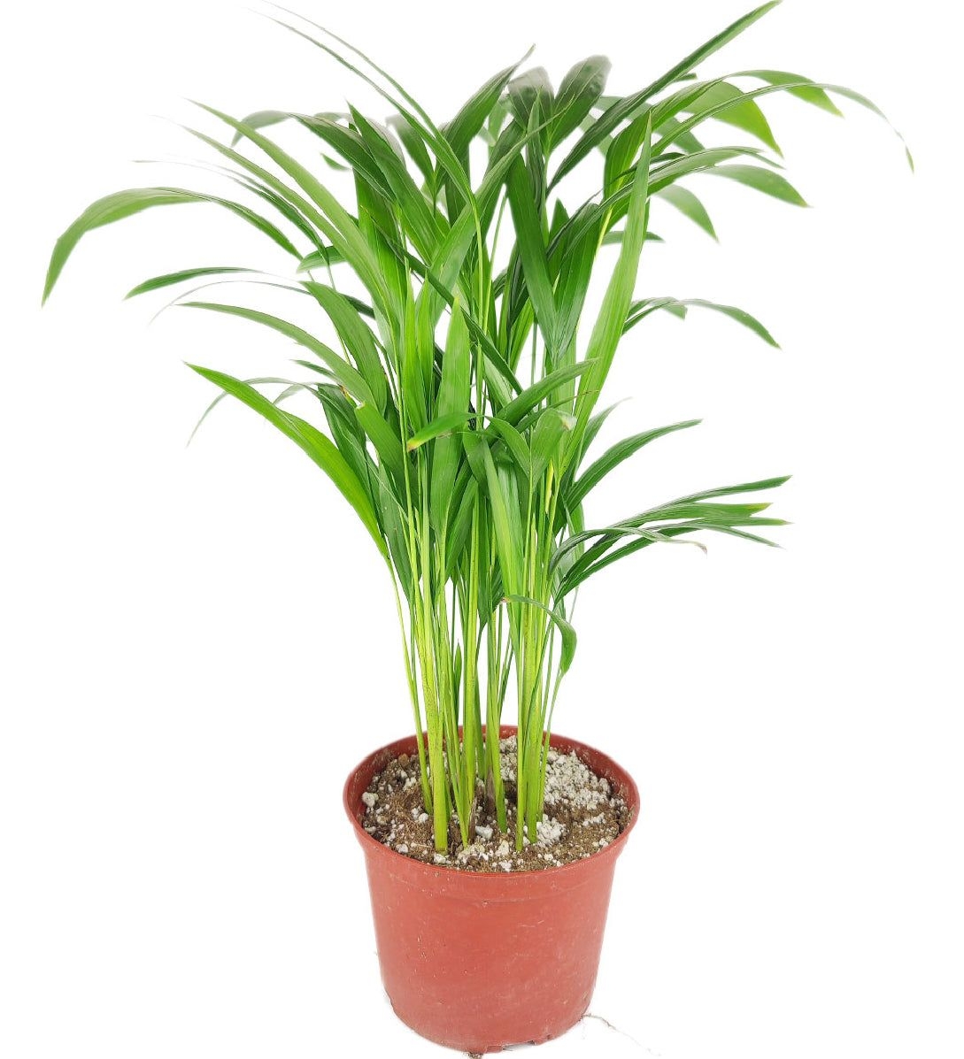 Areca Palm - 6 inch / Plastic Pot