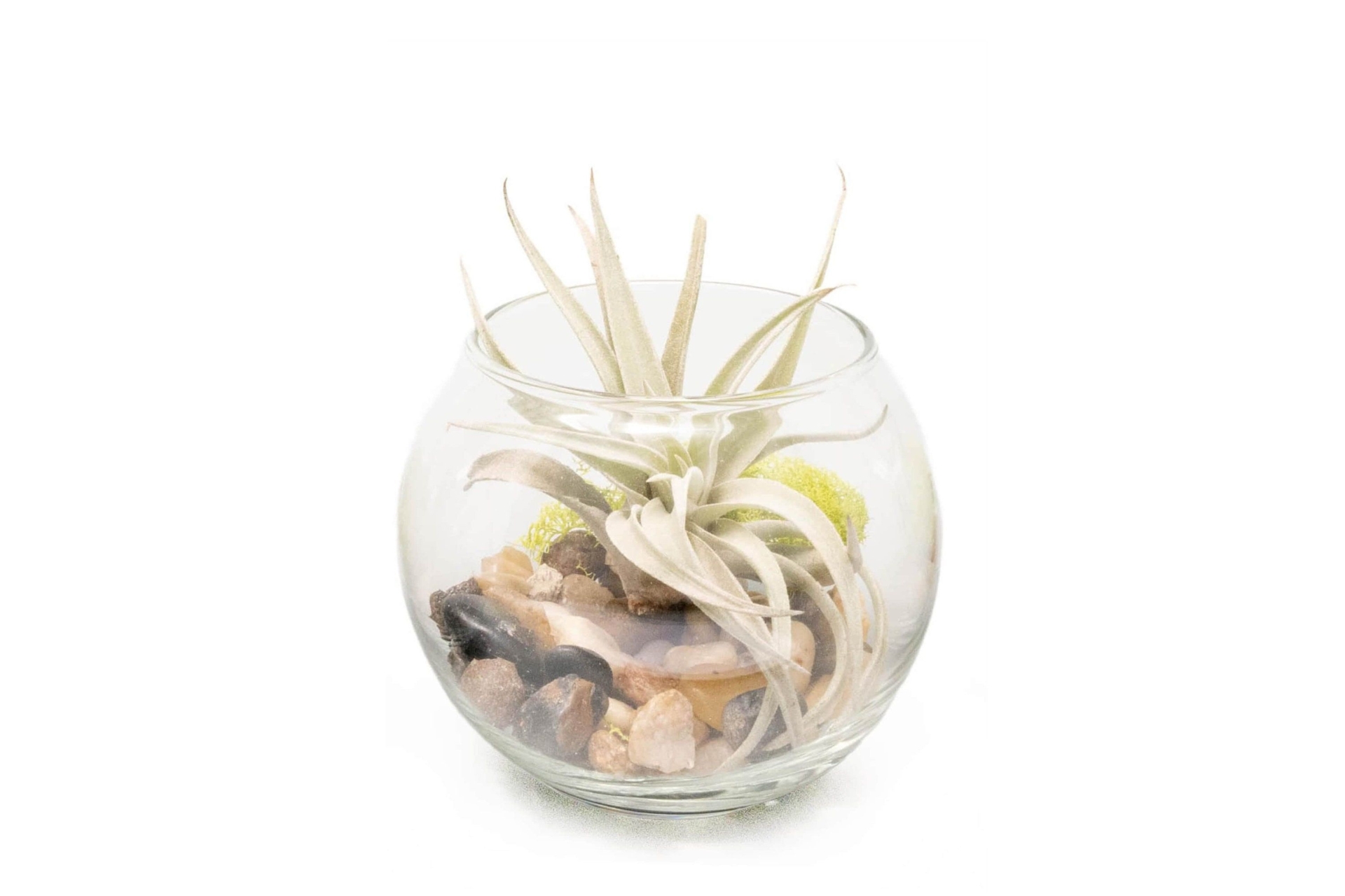 Bubble Bowl with Air Plant, Rocks and Moss - Beautiful Sphaerocephala Air Plant -  Fast FREE Shipping - 30 Day Guarantee - Terrarium
