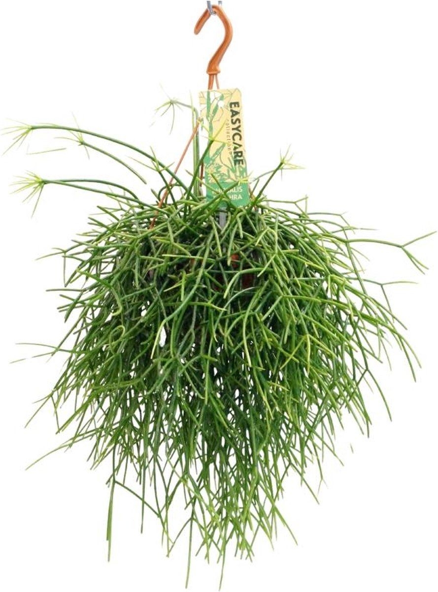 Cactus  Rotskoraal (Rhipsalis Pulchra)  Hoogte: 35 cm  van Botanicly