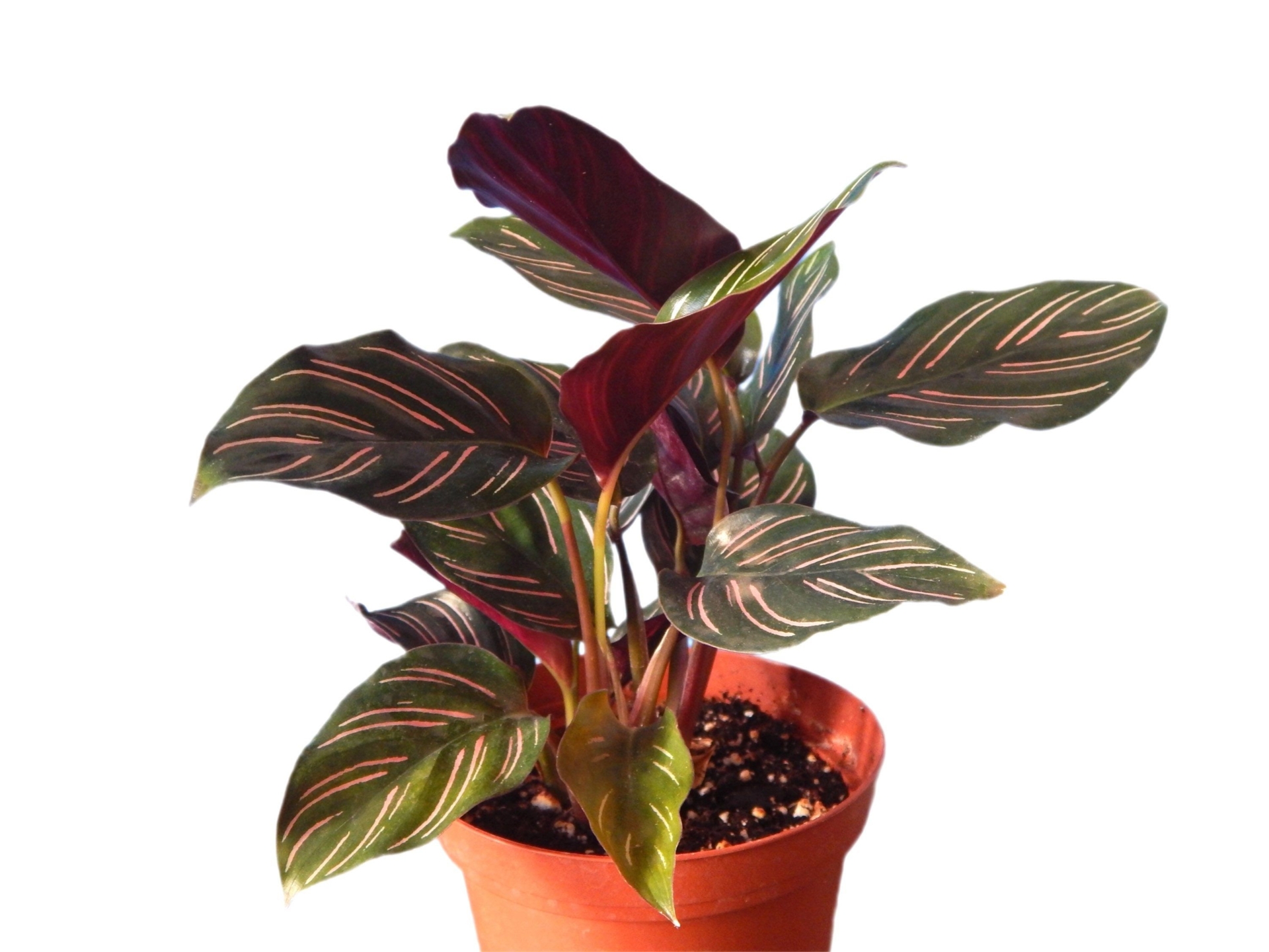 "Calathea 'Ornata' -4\" potted houseplant | Great for Gifts"